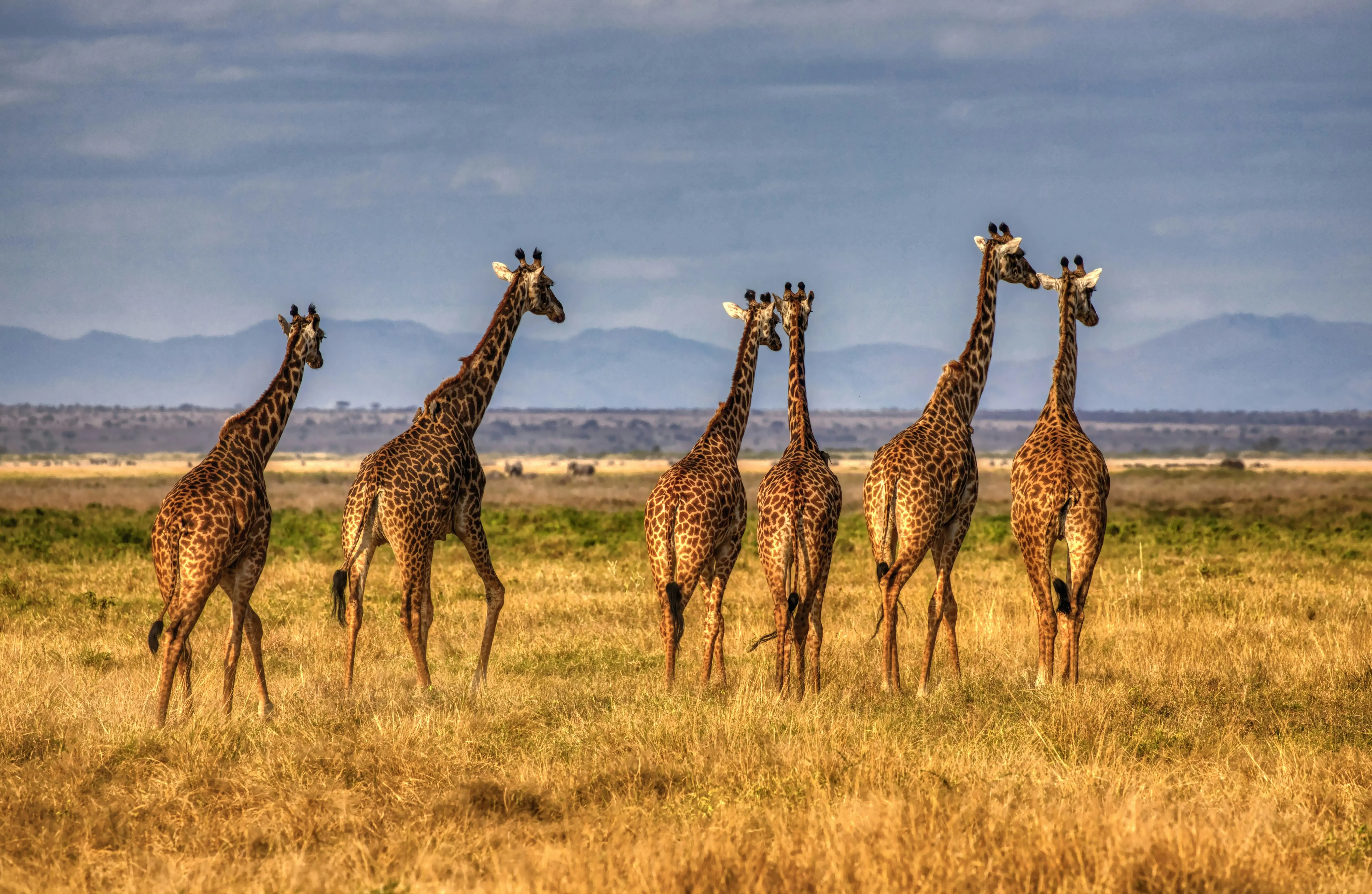 Samburu Safari